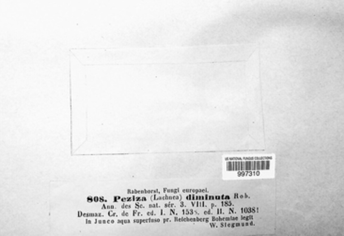 Lachnum diminutum image